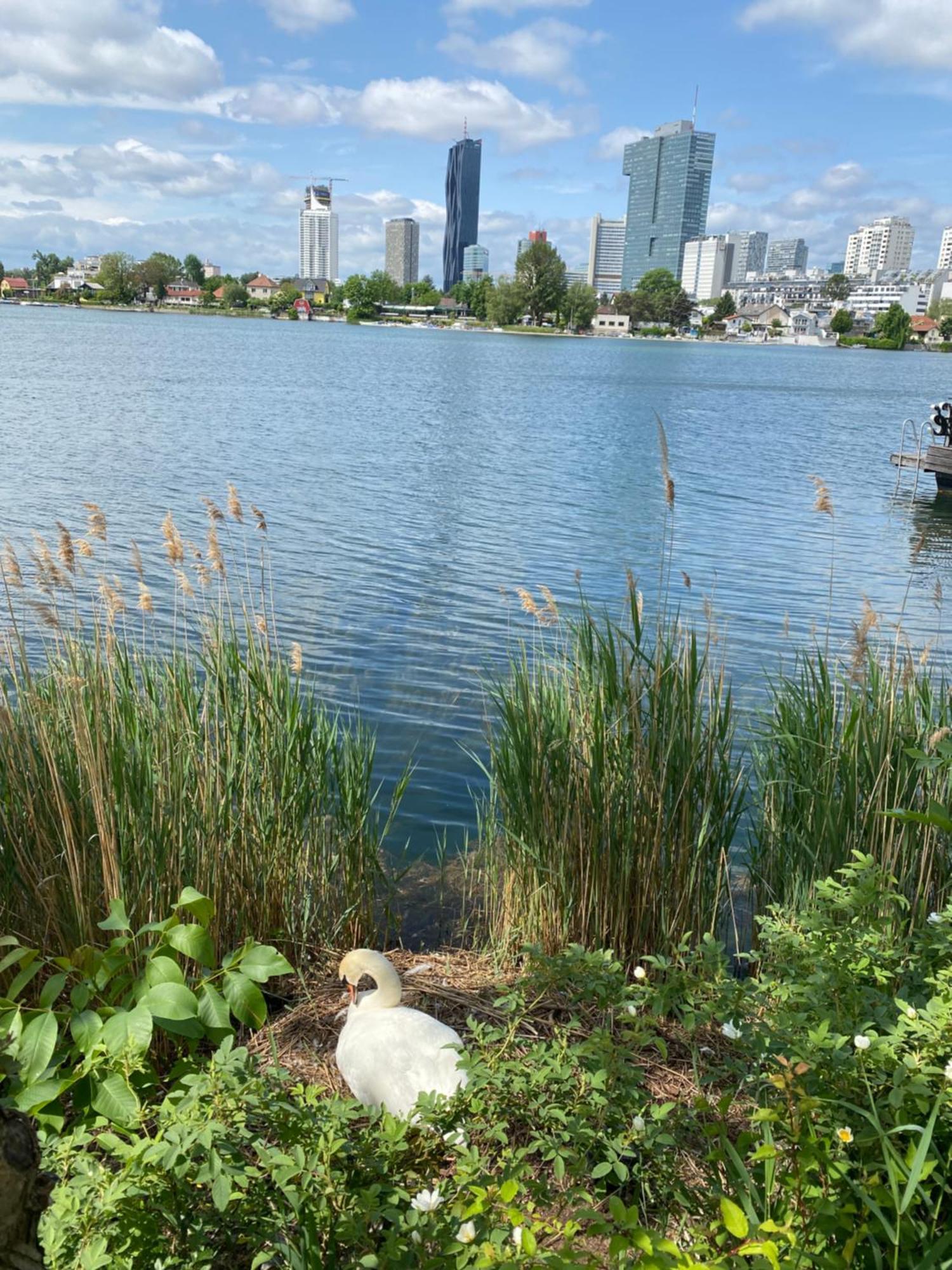 U1 Alte Donau Old Danube City Apartment 2 비엔나 외부 사진